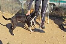 BRUMA, Hund, Mischlingshund in Geilenkirchen - Bild 7