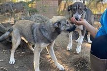 BOBBY, Hund, Mischlingshund in Rumänien - Bild 6