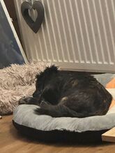 PIA, Hund, Mischlingshund in Leidersbach - Bild 13