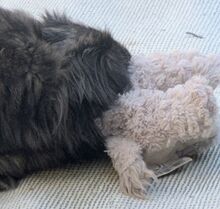 PIA, Hund, Mischlingshund in Leidersbach - Bild 14