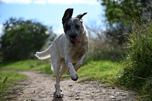 SAPPHIRE, Hund, Mastin Español-Mix in Spanien - Bild 5