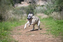 SAPPHIRE, Hund, Mastin Español-Mix in Spanien - Bild 6