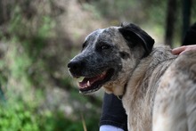 SAPPHIRE, Hund, Mastin Español-Mix in Spanien - Bild 7