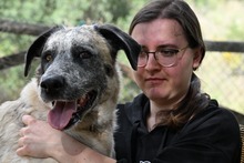 SAPPHIRE, Hund, Mastin Español-Mix in Spanien - Bild 8