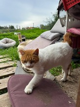 SHIVA, Katze, Europäisch Kurzhaar in Zypern - Bild 3