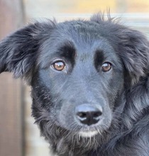 SARA, Hund, Mischlingshund in Reken