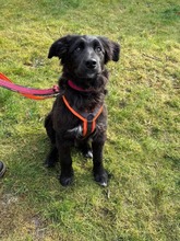 SARA, Hund, Queenland Blue Heeler in Duisburg - Bild 2