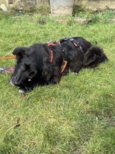 SARA, Hund, Queenland Blue Heeler in Duisburg - Bild 9