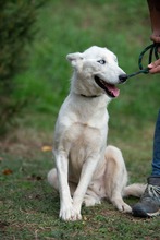 COSMOPOLITAN, Hund, Siberian Husky-Mix in Marsberg - Bild 16