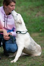 COSMOPOLITAN, Hund, Siberian Husky-Mix in Marsberg - Bild 17