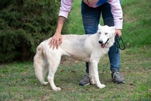 COSMOPOLITAN, Hund, Siberian Husky-Mix in Marsberg - Bild 18