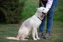 COSMOPOLITAN, Hund, Siberian Husky-Mix in Marsberg - Bild 19