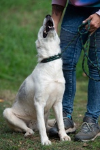 COSMOPOLITAN, Hund, Siberian Husky-Mix in Marsberg - Bild 20