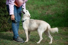 COSMOPOLITAN, Hund, Siberian Husky in Marsberg - Bild 1