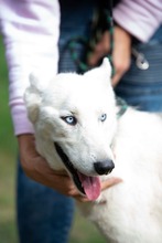 COSMOPOLITAN, Hund, Siberian Husky in Marsberg - Bild 2