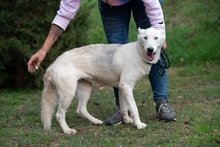 COSMOPOLITAN, Hund, Siberian Husky in Marsberg - Bild 4