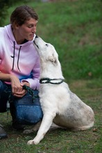 COSMOPOLITAN, Hund, Siberian Husky in Marsberg - Bild 5