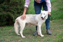 COSMOPOLITAN, Hund, Siberian Husky in Marsberg - Bild 8