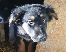 VAIANA, Hund, Tornjak-Mix in Kroatien - Bild 1