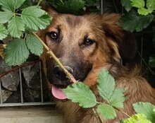 CRISSI, Hund, Tornjak-Mix in Kroatien - Bild 1