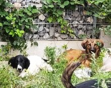 CRISSI, Hund, Tornjak-Mix in Kroatien - Bild 6