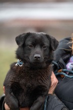 BLACKOUT, Hund, Mischlingshund in Ungarn - Bild 1