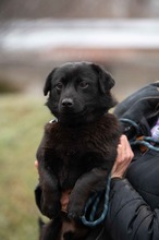 BLACKOUT, Hund, Mischlingshund in Ungarn - Bild 10