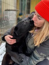 BLACKOUT, Hund, Mischlingshund in Ungarn - Bild 14