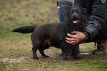 BLACKOUT, Hund, Mischlingshund in Ungarn - Bild 15