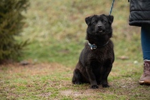 BLACKOUT, Hund, Mischlingshund in Ungarn - Bild 2