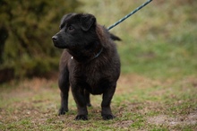 BLACKOUT, Hund, Mischlingshund in Ungarn - Bild 3