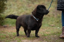 BLACKOUT, Hund, Mischlingshund in Ungarn - Bild 4