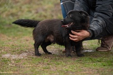 BLACKOUT, Hund, Mischlingshund in Ungarn - Bild 5