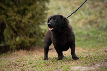 BLACKOUT, Hund, Mischlingshund in Ungarn - Bild 6