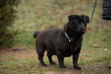 BLACKOUT, Hund, Mischlingshund in Ungarn - Bild 7