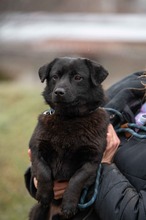 BLACKOUT, Hund, Mischlingshund in Ungarn - Bild 9