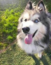 ARCI, Hund, Siberian Husky-Mix in Kroatien - Bild 1