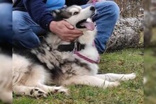 ARCI, Hund, Siberian Husky-Mix in Kroatien - Bild 10