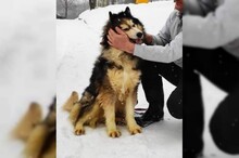 ARCI, Hund, Siberian Husky-Mix in Kroatien - Bild 11