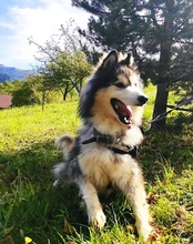 ARCI, Hund, Siberian Husky-Mix in Kroatien - Bild 14