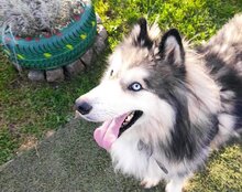 ARCI, Hund, Siberian Husky-Mix in Kroatien - Bild 15