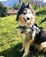 ARCI, Hund, Siberian Husky-Mix in Kroatien - Bild 16