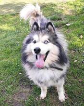 ARCI, Hund, Siberian Husky-Mix in Kroatien - Bild 17