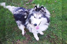 ARCI, Hund, Siberian Husky-Mix in Kroatien - Bild 3