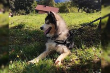 ARCI, Hund, Siberian Husky-Mix in Kroatien - Bild 5