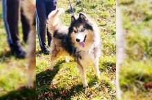 ARCI, Hund, Siberian Husky-Mix in Kroatien - Bild 6