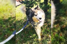 ARCI, Hund, Siberian Husky-Mix in Kroatien - Bild 7