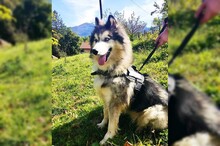 ARCI, Hund, Siberian Husky-Mix in Kroatien - Bild 8