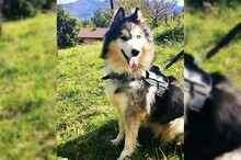 ARCI, Hund, Siberian Husky-Mix in Kroatien - Bild 9