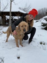 PADDINGTON, Hund, Mischlingshund in Ungarn - Bild 10